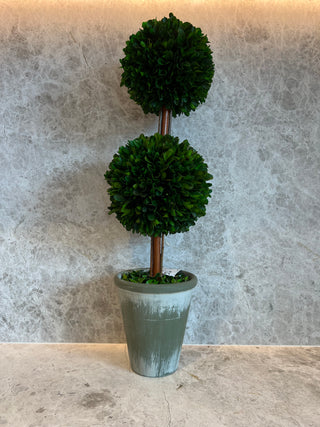 Small Leaf Boxwood Double Head Shandong Pot Flower Ball Tree Large Pot Vertical Stripe Green Gray White