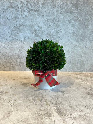 Draped in Red and Green - Medium